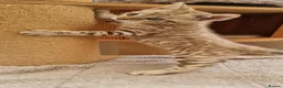 Bengal cats for sale: TICA Purebred rosetted Bengal Kittens - Advert 10