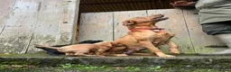 Cockerdor dogs for sale: Cockador Puppies  - Advert 2