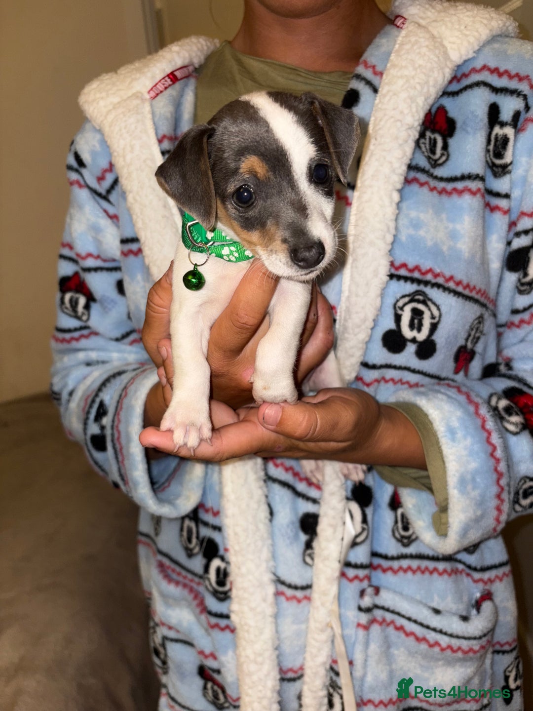 Jack Russell dogs for sale: Jack Russell Pure Breed Puppy’s  - Image 17