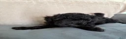 Toy Poodle dogs for sale: **REDUCED••Beautiful Toy Poodle Puppies - Advert 2