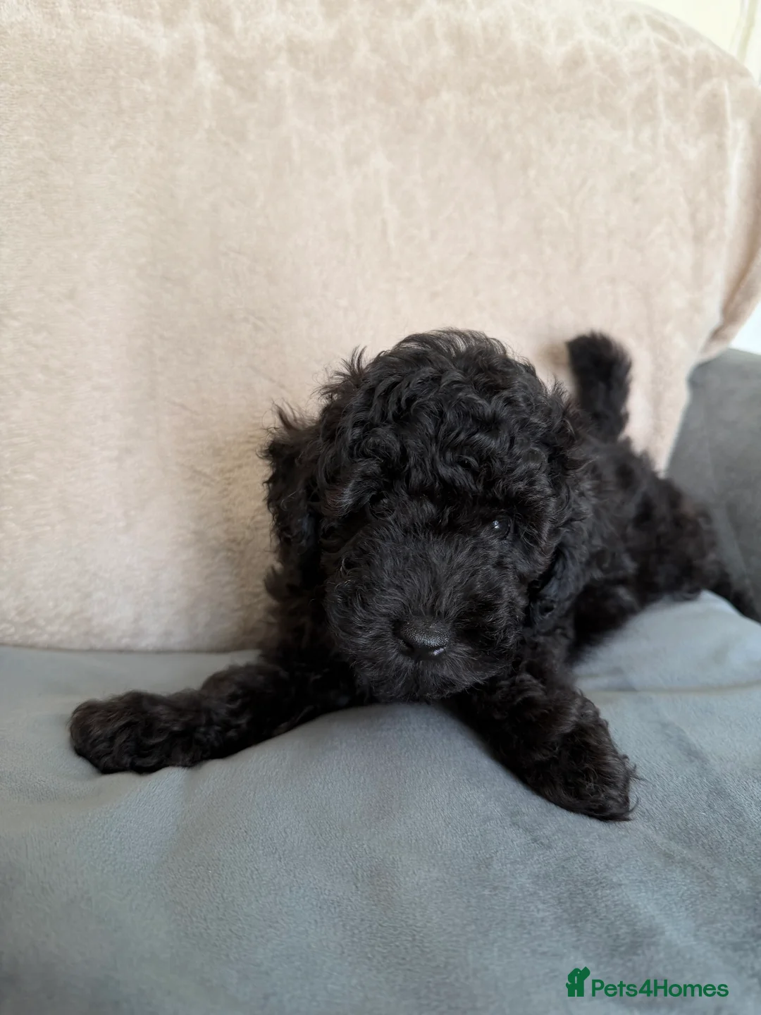 Toy Poodle dogs for sale: **REDUCED••Beautiful Toy Poodle Puppies - Advert 2