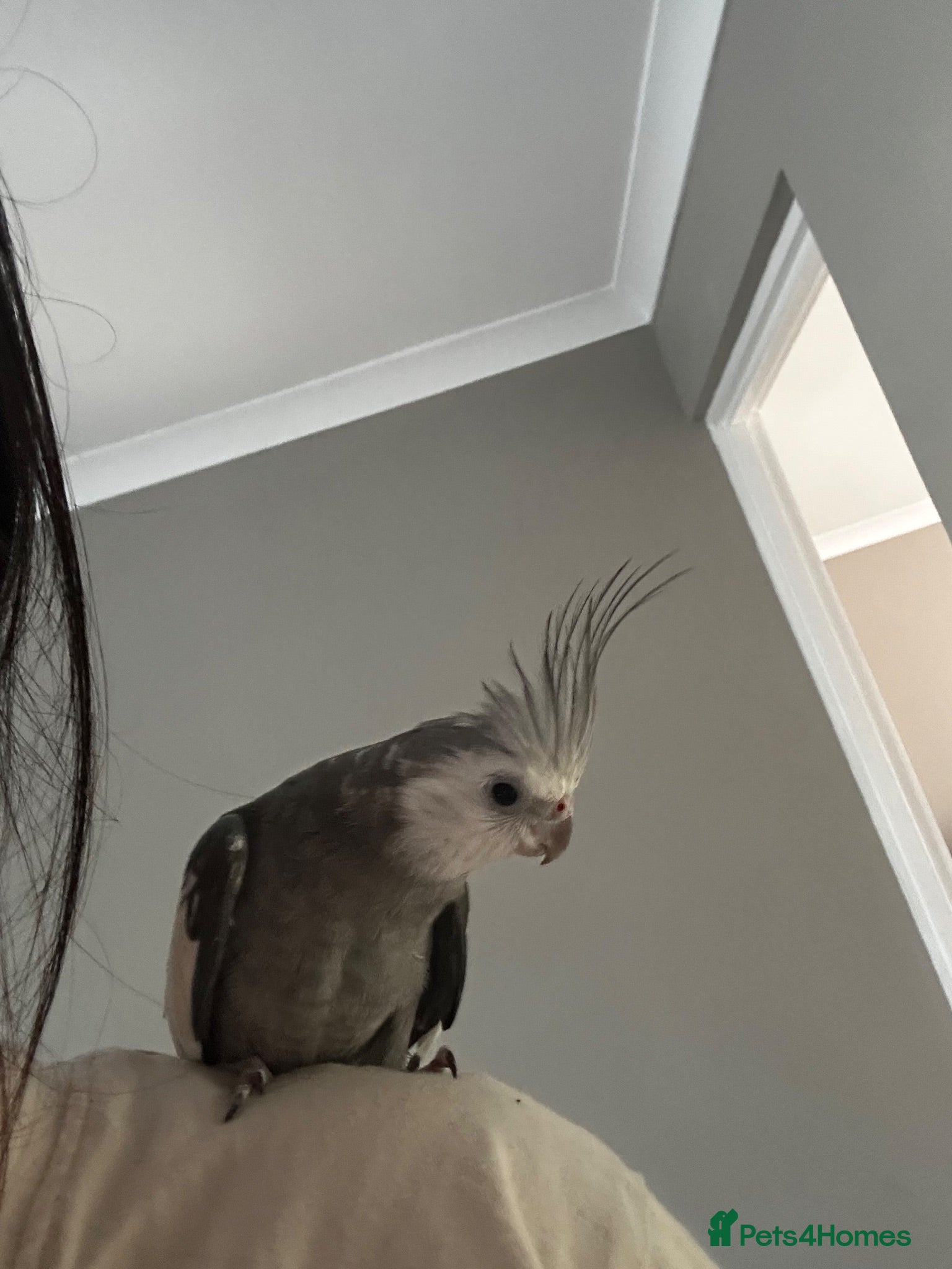 Cockatiels birds coocoo the bird - Advert 1