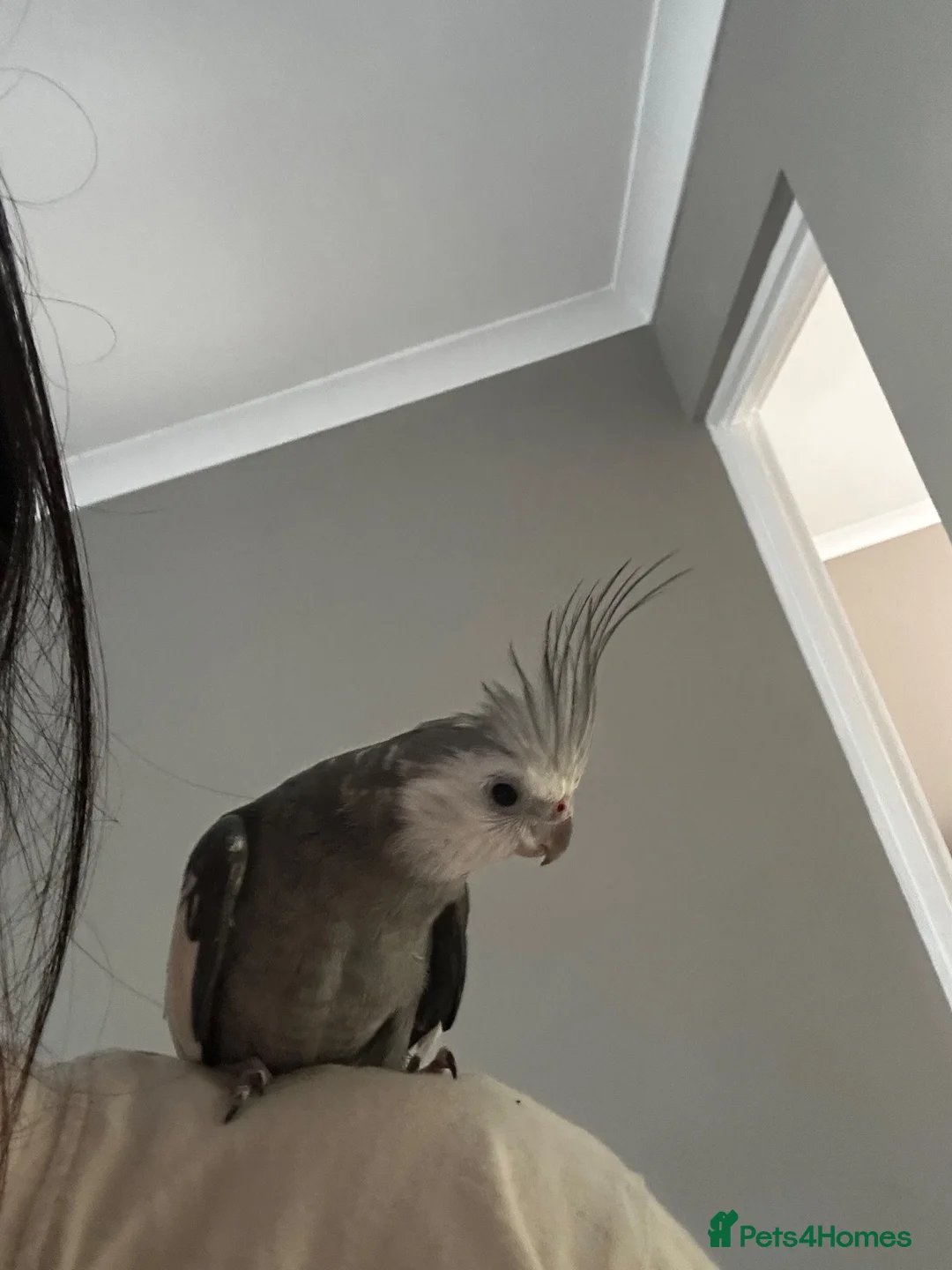 Cockatiels birds for sale: coocoo the bird in Dunstable - Advert 1