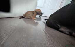 Dachshund dogs for sale: Dachshund x puppies male 2x long haired  - Image 29