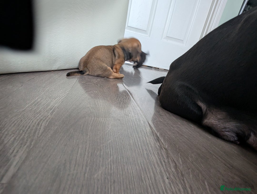 Dachshund dogs for sale: Dachshund x puppies male 2x long haired  - Image 29