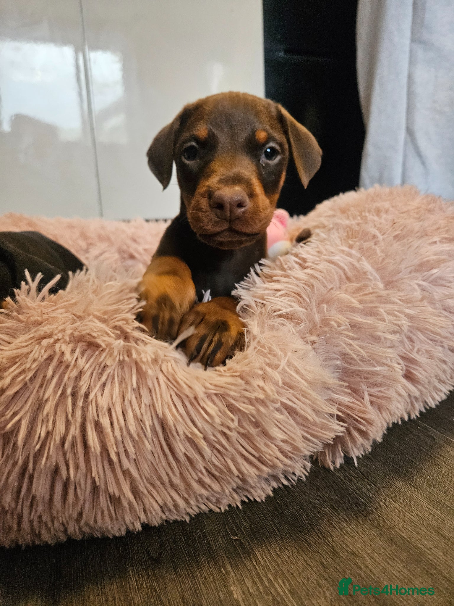 Dobermann dogs 🐾 Doberman Puppies – Waiting List Now Open 🐾 - Advert 2