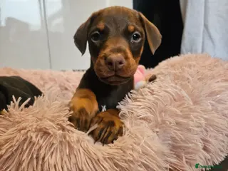 Dobermann dogs 🐾 Doberman Puppies – Waiting List Now Open 🐾 - Advert 2