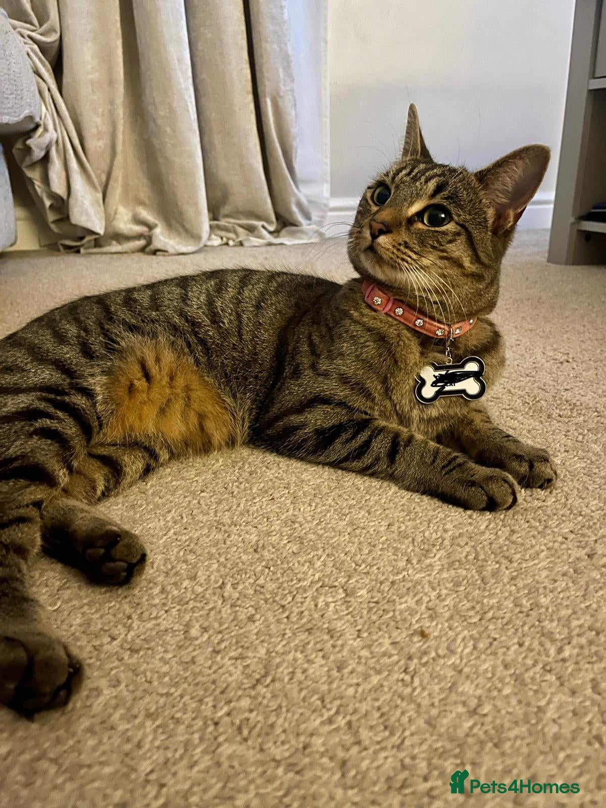 Domestic Shorthair cats Beautiful Cat  - Advert 10