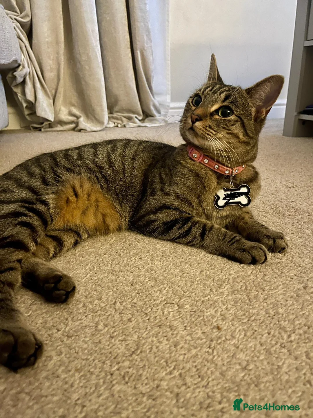 Domestic Shorthair cats for sale: Beautiful Cat  - Advert 1