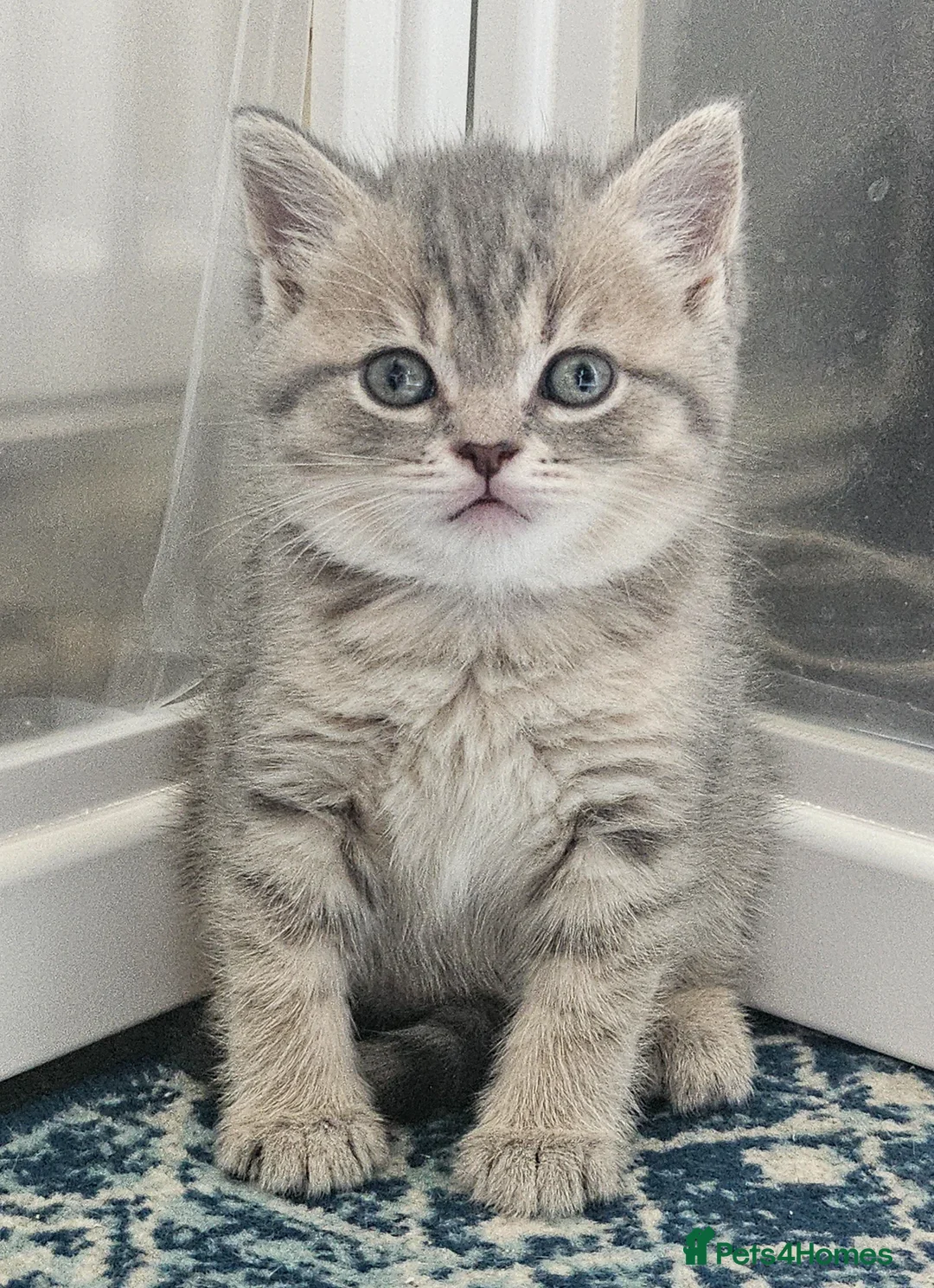 British Shorthair cats for sale: Blue Golden & Blue British Shorthair Kittens  - Advert 1