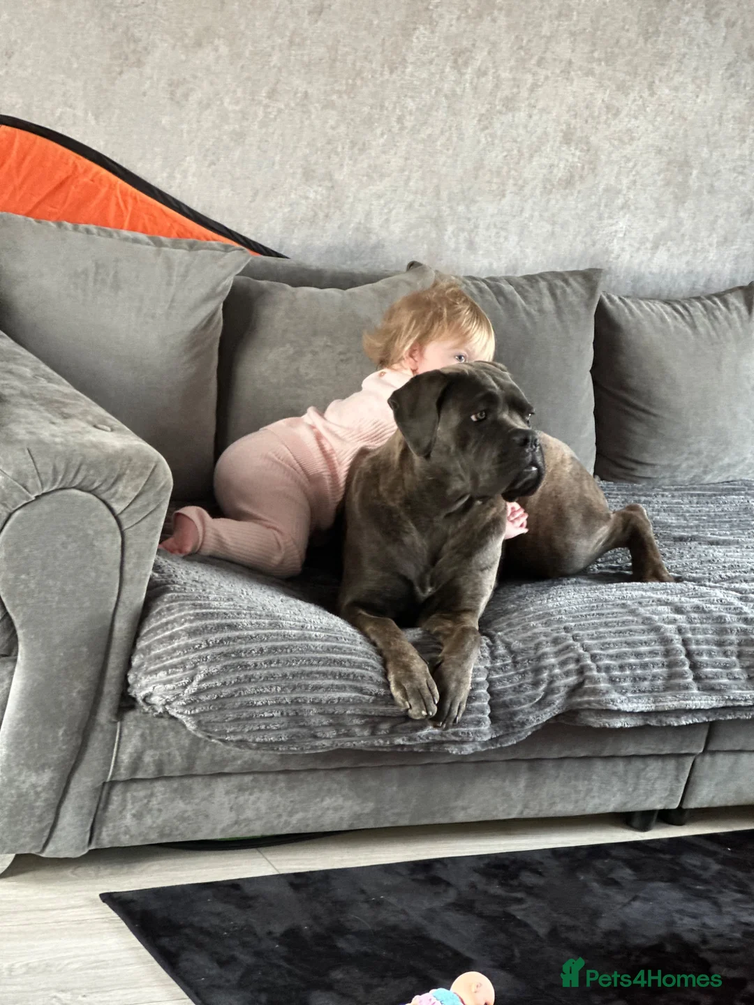 Cane Corso dogs for sale: Cane corso  - Advert 8