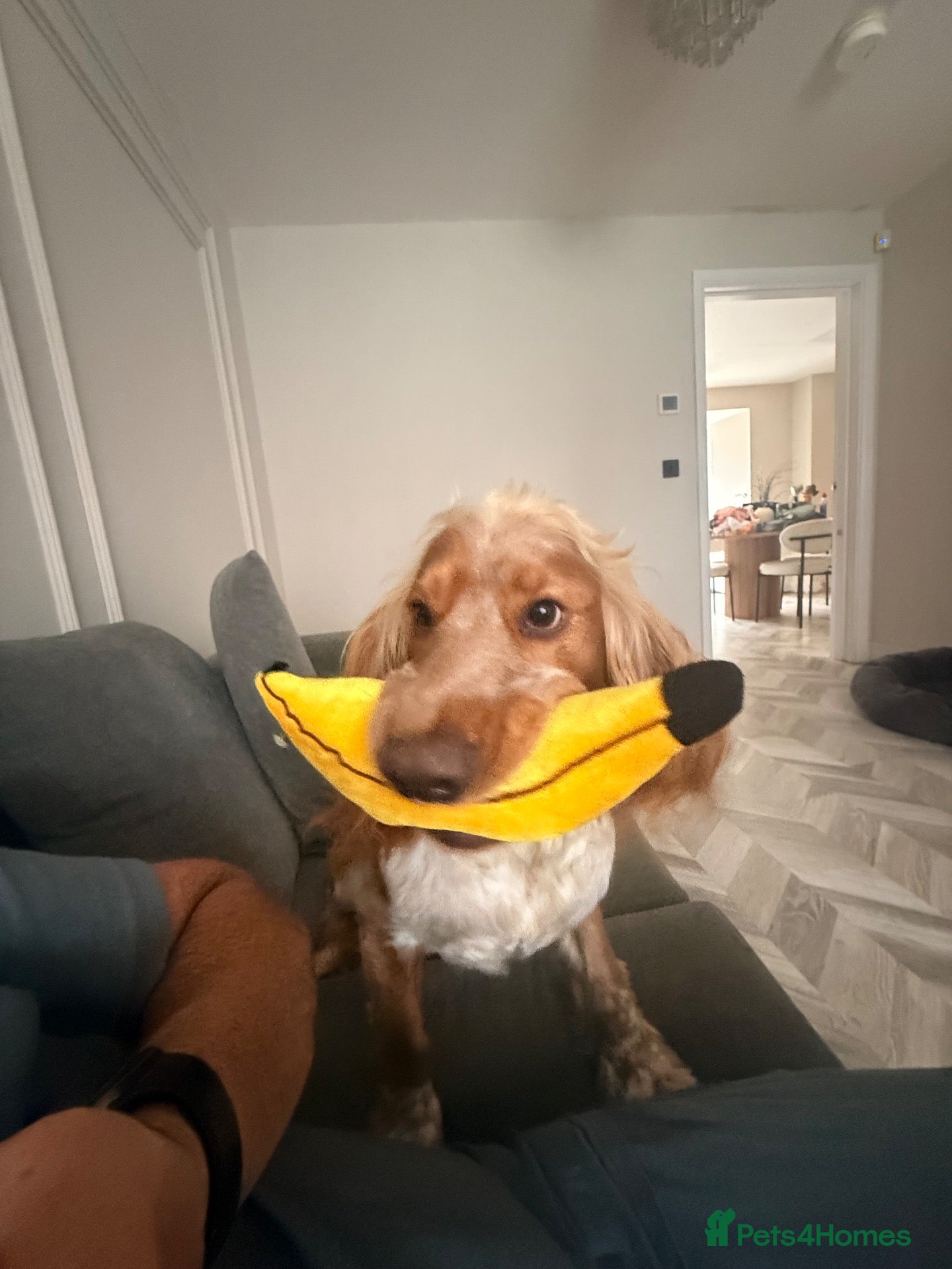 Cocker Spaniel dogs Beautiful Cocker boy - Advert 2