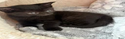 Mixed Breed cats for sale: Beautiful kittens  - Advert 10