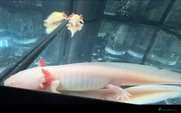 Axolotl reptiles for sale: Pair of axolotles  - Image 1