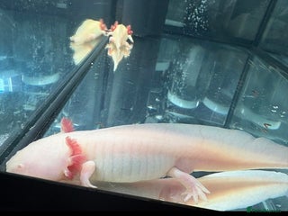 Axolotl reptiles for sale - Advert 1