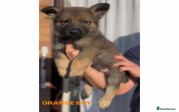 German Shepherd dogs for sale: Czech line German shepherds  - Image 8