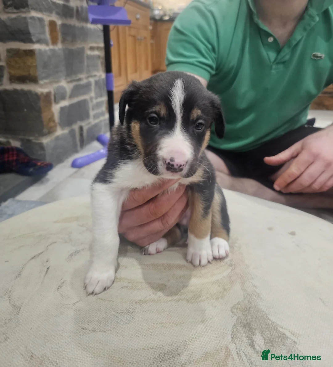 Mixed Breed dogs for sale: Huntaway x Collie X New Zealand Collie - Advert 1