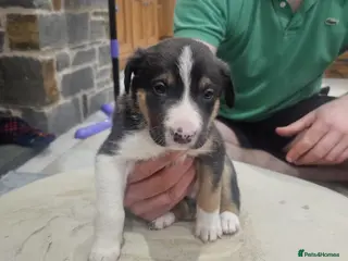 Mixed Breed dogs Huntaway x Collie X New Zealand Collie - Advert 1