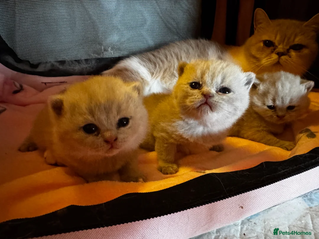 British Shorthair cats for sale: Beautiful British Shorthair Kittens - Advert 1