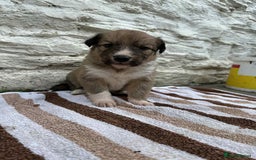 Mixed Breed dogs for sale: Welsh collies X Border collie - Image 10