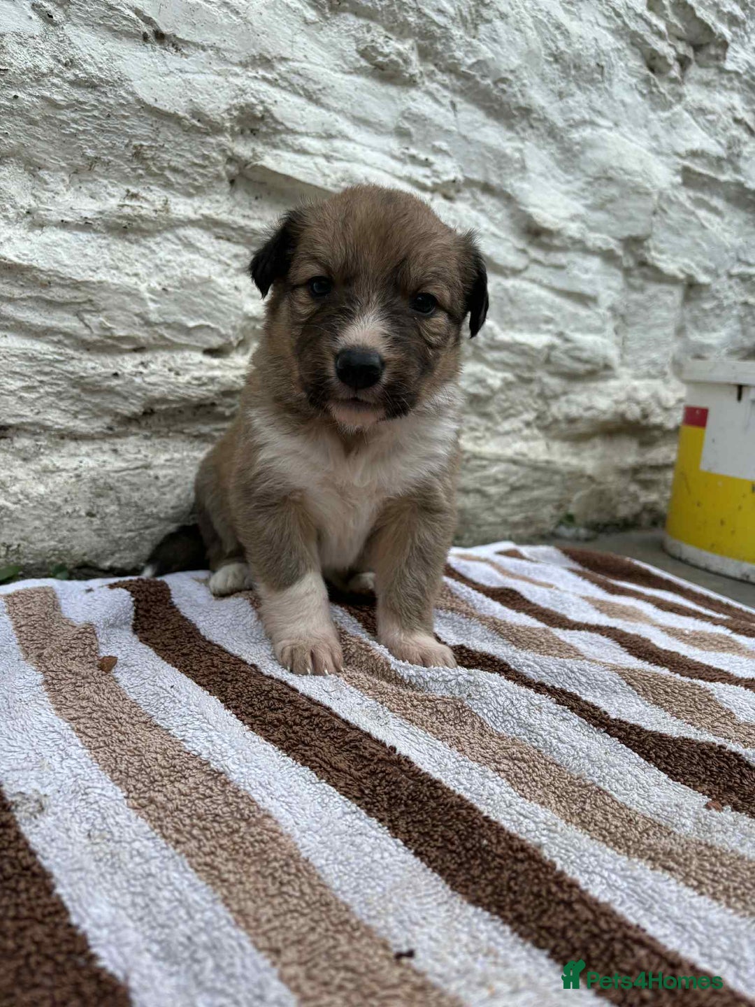 Mixed Breed dogs for sale: Welsh collies X Border collie - Image 10