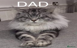 Maine Coon cats for sale: Full Maine Coone Kittens - Image 7