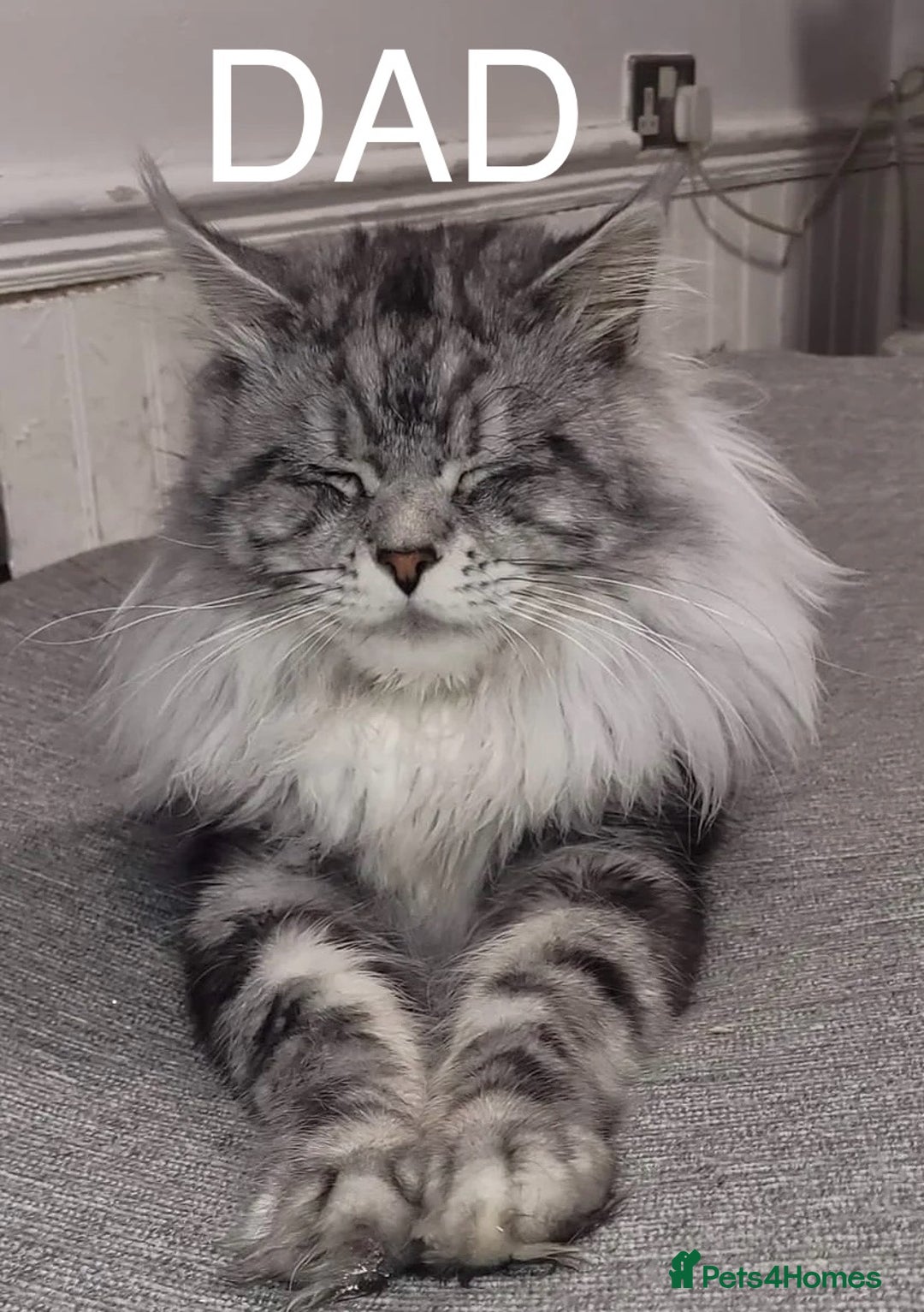 Maine Coon cats for sale: Full Maine Coone Kittens - Image 7