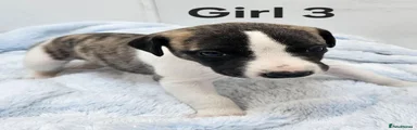 Girl 3