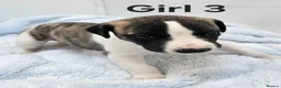 Whippet dogs for sale: KC Registered Whippet puppies - Advert 9