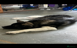 Akita dogs for sale: Male Akita - Image 3