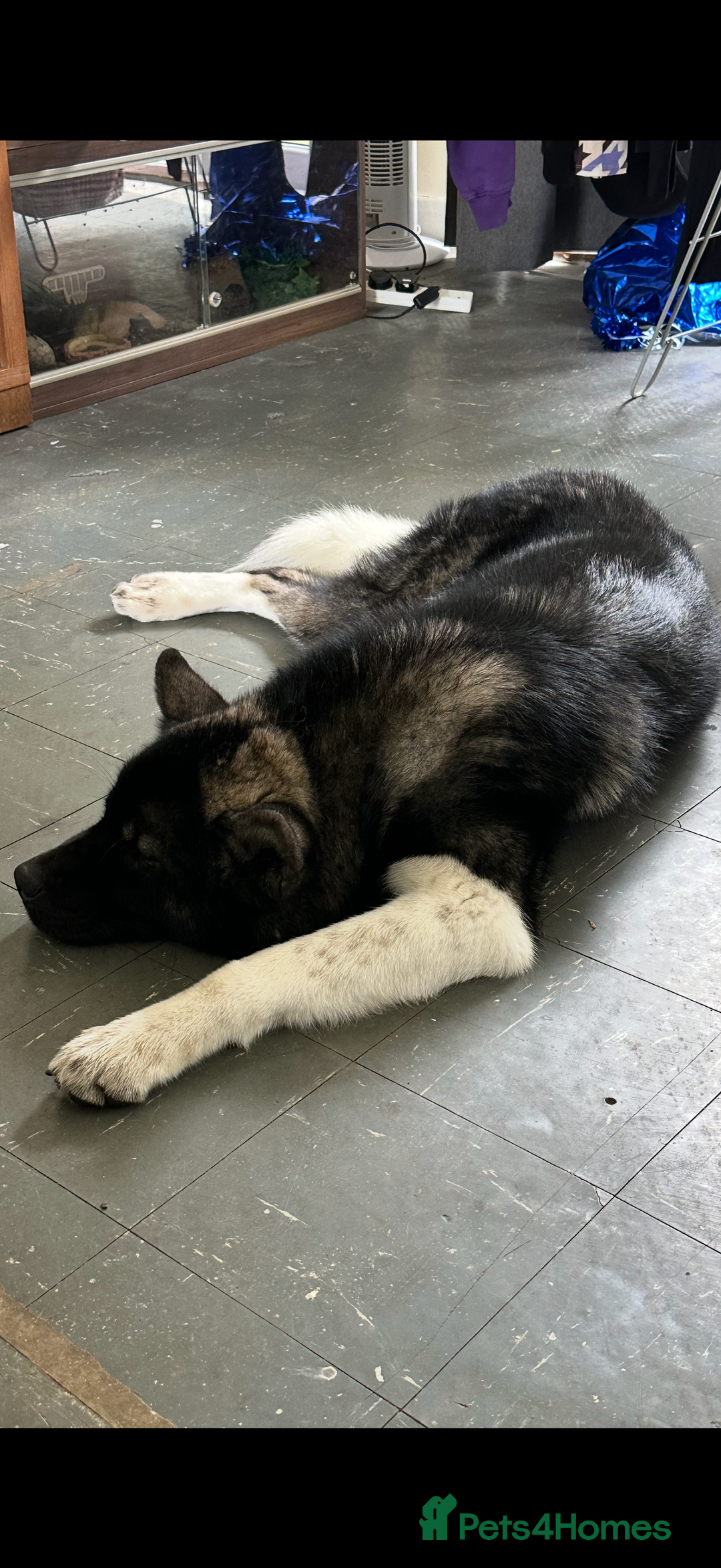 Akita dogs for sale: Male Akita - Image 3
