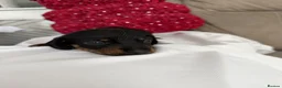Miniature Dachshund dogs for sale: Mini dachshund  - Advert 7