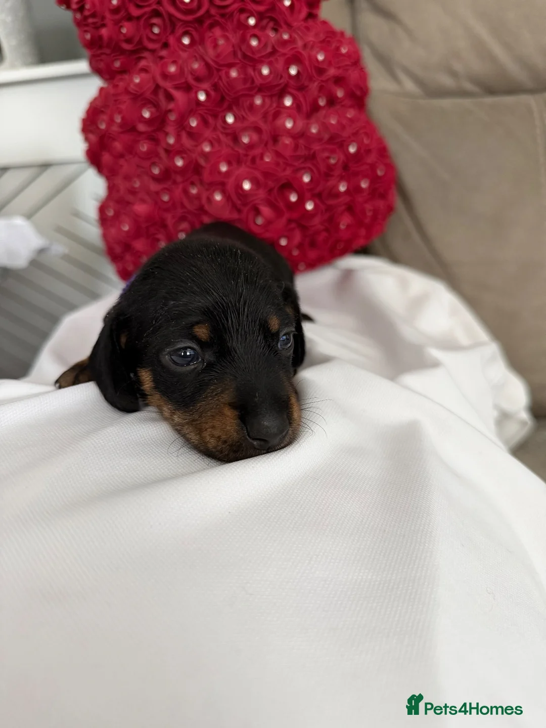 Miniature Dachshund dogs for sale: Mini dachshund  - Advert 7