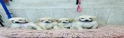 Standard Poodle dogs for sale: Outstanding Standard Poodle Puppies - Advert 4
