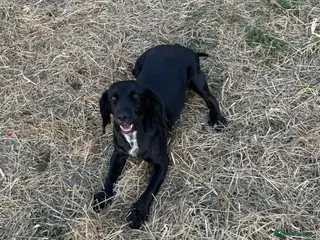 Cocker Spaniel dogs 8 cocker spaniels available 4 males 4 females - Advert 1