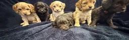 Cavapoo dogs for sale: AMAZING FULLY HEALTH TESTED F1 CAVAPOO PUPS - Advert 6