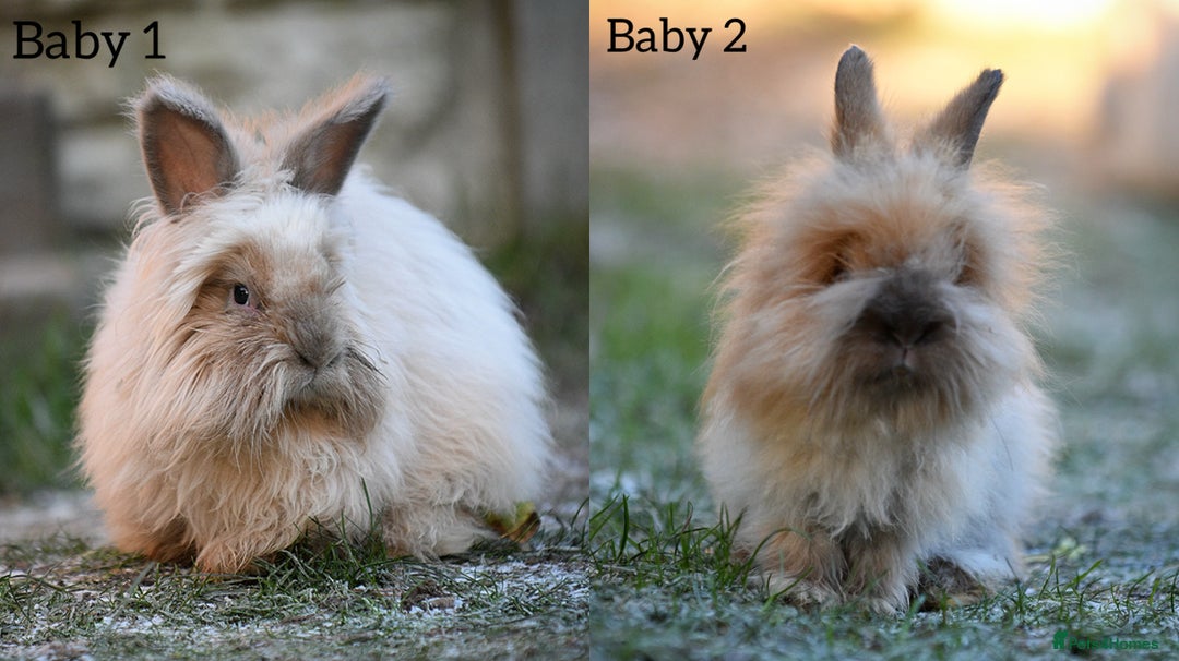 Angora rabbits for sale: French Imported Pedigree English Angoras - Advert 1