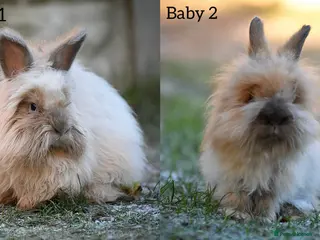 Angora rabbits French Imported Pedigree English Angoras - Advert 5