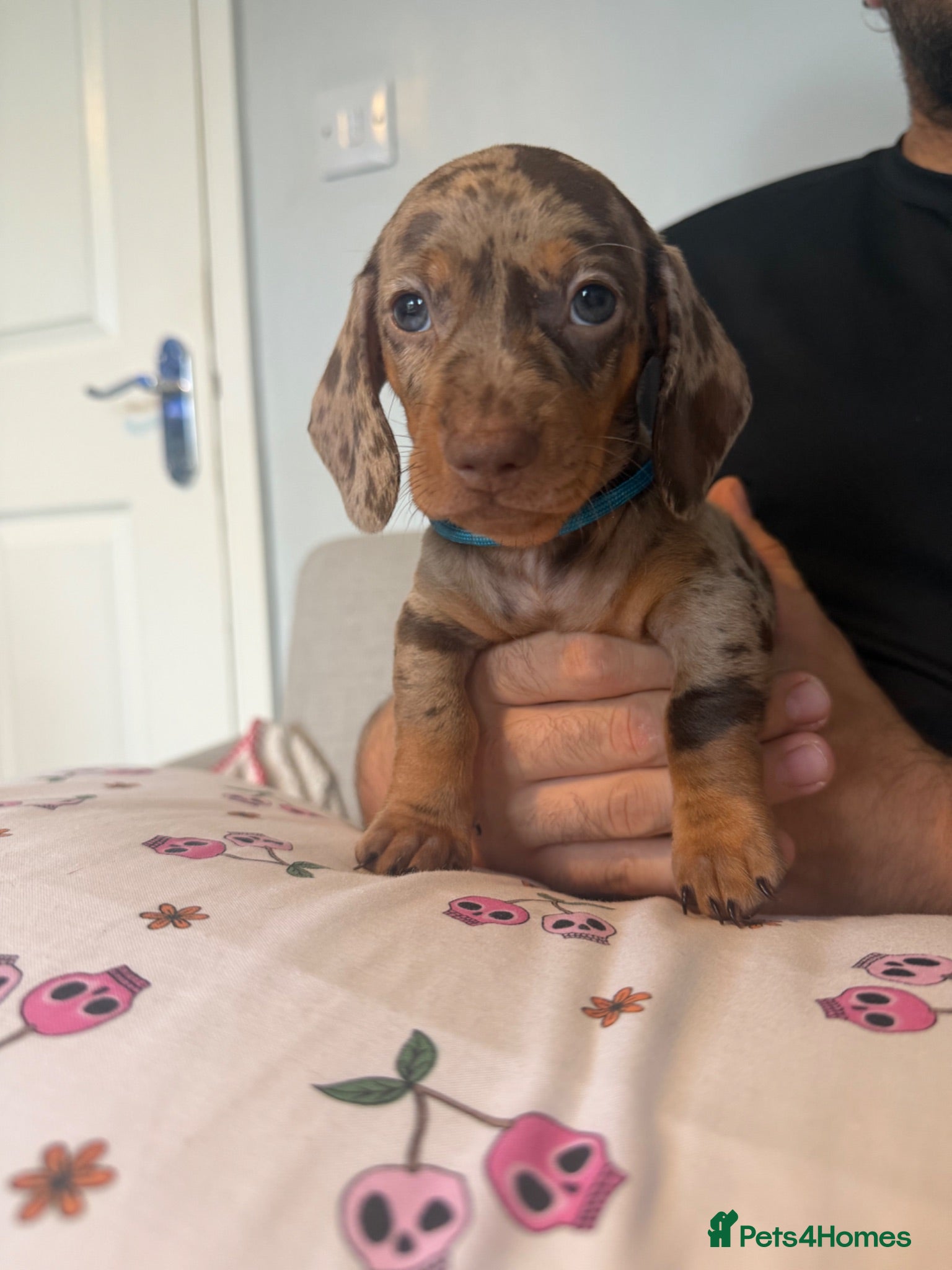 Miniature Dachshund dogs Beautiful kc registered miniature dachshund pups - Advert 13