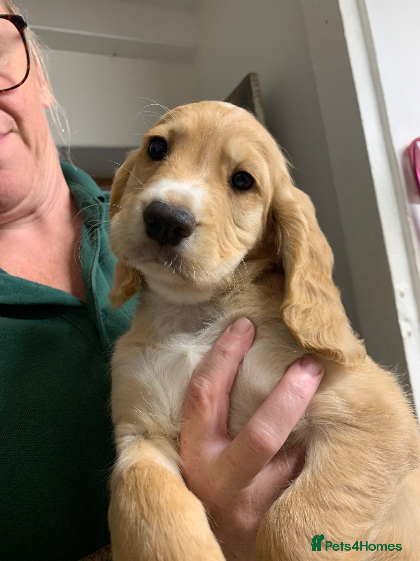 Cocker Spaniel dogs Golden cocker spaniel pups  - Advert 22