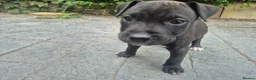 Presa Canario dogs for sale: Presa Canario Puppies ♥️  - Advert 19