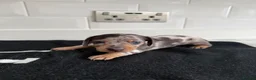 Miniature Dachshund dogs for sale: EXTREME CUTENESS! MINIATURE DACHSHUND PUPPIES ❤️🤍 - Advert 9