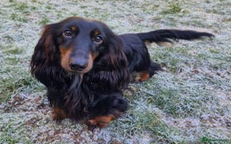 Miniature Dachshund dogs for sale: Rare long haired miniature dachshund litter - Image 5