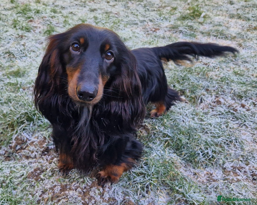 Miniature Dachshund dogs for sale: Rare long haired miniature dachshund litter - Image 5