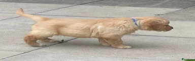 Golden Retriever 1