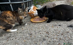 Mixed Breed cats for sale: FARM CATS  - Image 4