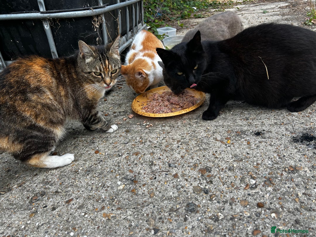 Mixed Breed cats for sale: FARM CATS  - Image 4