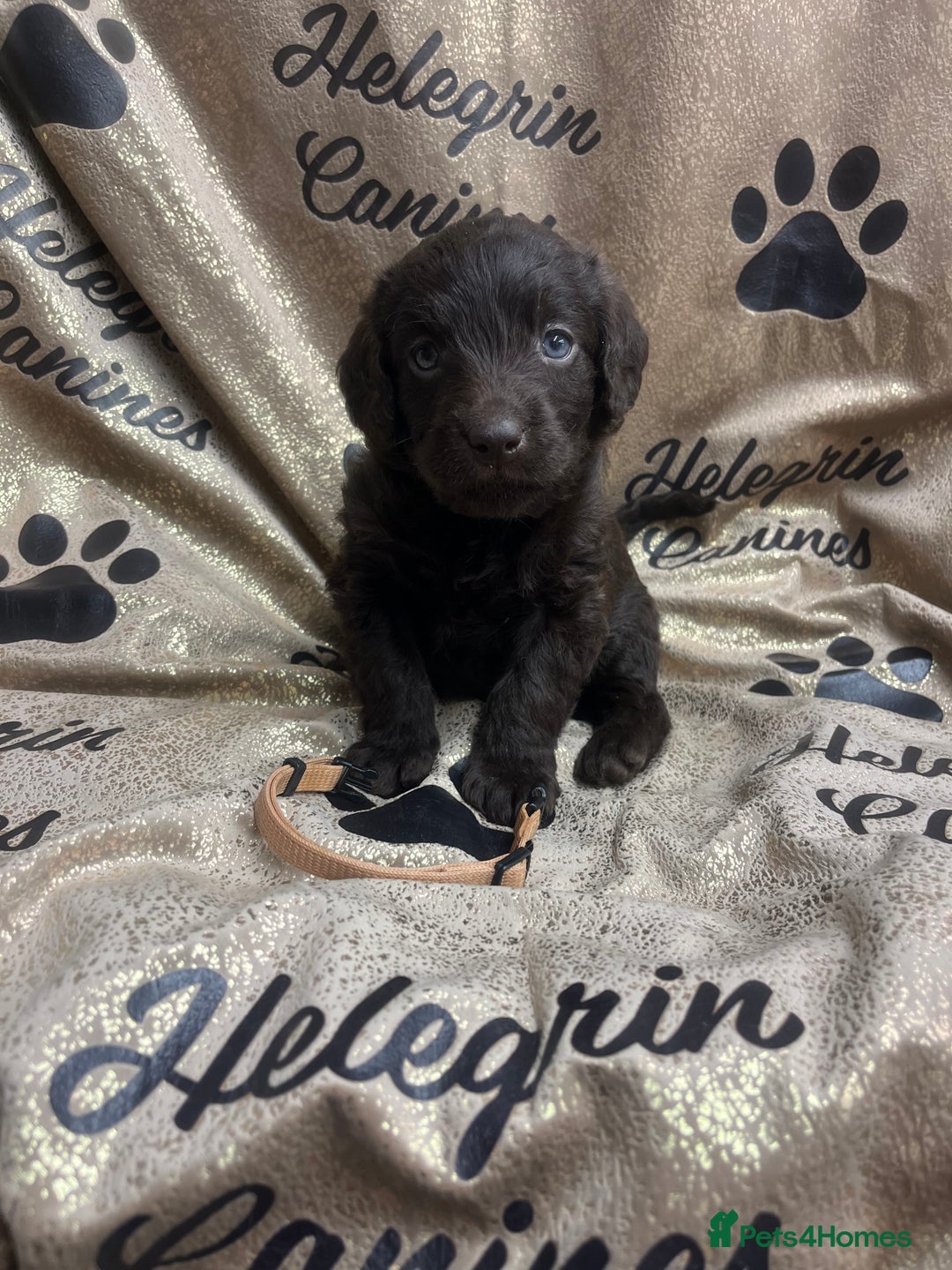 Labradoodle dogs for sale: 5 ⭐️ licensed Home breeder - Advert 6