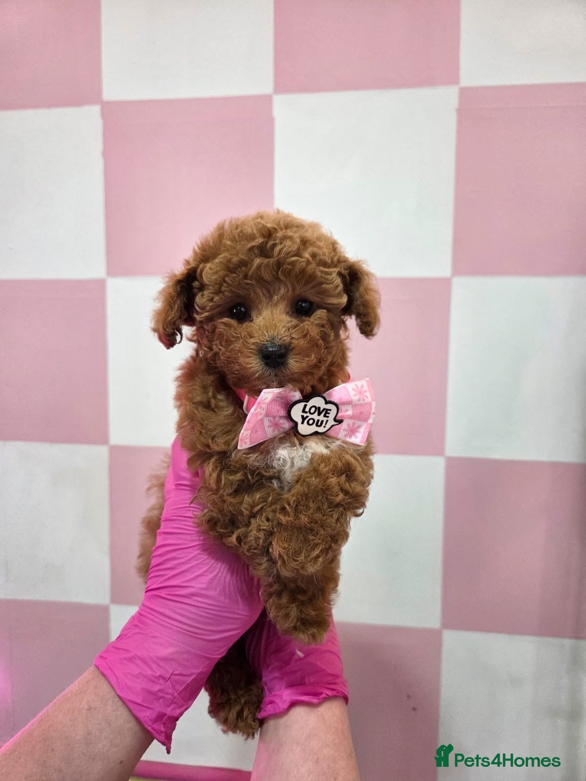 Cavapoo dogs READY NOW Premium Toy F1BB Teddy cavapoo - Advert 18
