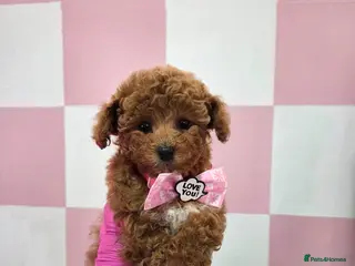 Cavapoo dogs READY NOW Premium Toy F1BB Teddy cavapoo - Advert 18